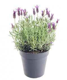Levandule smilovitá, Lavandula stoechas, průměr květináče 14 cm