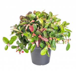 Libavka polehlá, Gaultheria procumbens, průměr květináče 10.5 cm