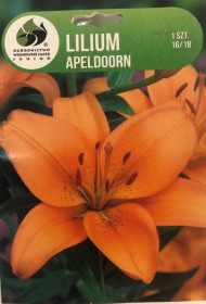 Lilie cibule, Lilium Asiatic Apeldoorn, oranžová, balená, 1 ks
