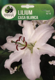 Lilie cibule, Lilium Oriental Casa Blanca, Jacek, bílá, 1 ks
