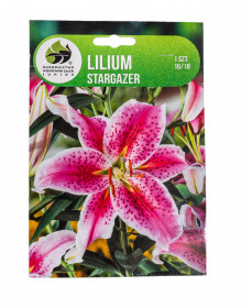 Lilie cibule, Lilium Oriental Stargazer, Jacek, bílo - růžová, 1 ks