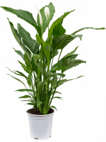 Lopatkovec, Spathiphyllum, průměr květináče 21 cm