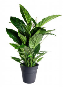Lopatkovec, Spathiphyllum Sebastiano, vysoký 120 - 140 cm, průměr květináče 24 cm