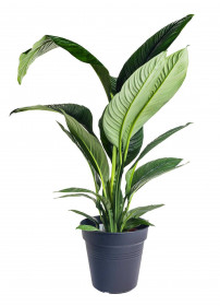 Lopatkovec, Spathiphyllum Sensation, vysoký 140 - 160 cm, průměr květináče 24 cm