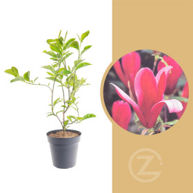 Magnolia liliiflora, Šácholan liliokvětý Nigra, tmavě růžová, velikost kontejneru 2.5 l