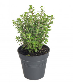 Majoránka zahradní, Origanum majorana, v květináči
