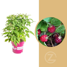 Maliník stáleplodící, Rubus idaeus Luckyberry, velikost kontejneru 4.6 l