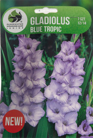 Mečík hlíza, Gladiolus Blue Tropic, Jacek, fialový,  7 ks