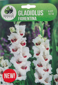 Mečík hlíza, Gladiolus Florentina, Jacek, bílo - bordó, 8 ks