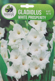Mečík hlíza, Gladiolus White Prosperity, Jacek, bílý, 8 ks