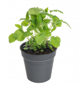Meduňka lékařská, Melissa officinalis, v květináči