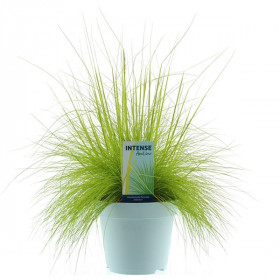 Metlička křivolaká, Deschampsia flexuosa AmiLime, velikost kontejneru 2 l