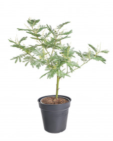 Mimóza, Acacia dealbata, průměr květináče 15 cm
