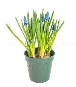 Modřenec, Muscari, modrý, rychlený, průměr květináče 9 cm