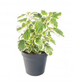 Molice, Plectranthus, průměr květináče 10 - 12 cm