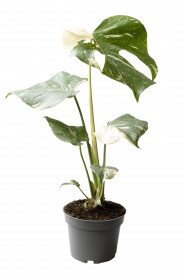 Monstera, Monstera deliciosa Thai Constellation, panašovaná, průměr květináče 17 cm