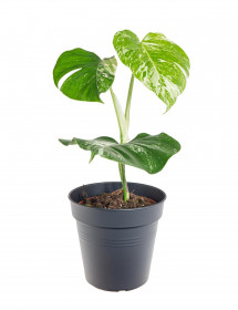 Monstera, Monstera deliciosa Variegata, průměr květináče 17 cm