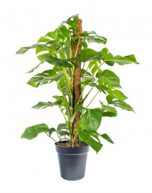 Monstera skvostná, Monstera deliciosa, na sloupku, průměr květináče 24 cm