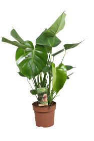 Monstera skvostná, Monstera deliciosa, průměr květináče 17 cm