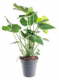 Monstera skvostná, Monstera deliciosa, průměr květináče 21 cm