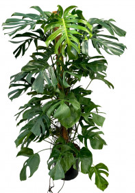 Monstera skvostná, Monstera deliciosa, průměr květináče 32 cm