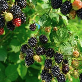 Morušovník, Morus rotundiloba Mojo Berry, velikost kontejneru 2 l