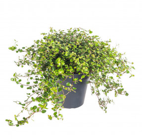 Mulenbekie, Muehlenbeckia complexa, průměr květináče 12 cm