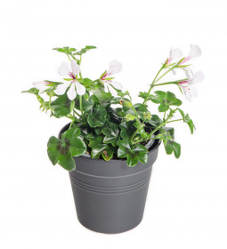 Muškát převislý jednoduchý, Pelargonium peltatum, bílý, velikost květináče 9 cm