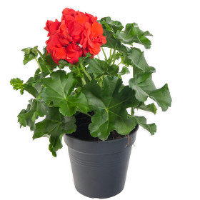Muškát převislý, Pelargonium peltatum, červený, průměr květináče 10 - 12 cm