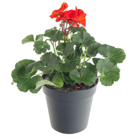 Muškát vzpřímený, Pelargonium zonale, červený, průměr květináče 10 - 12 cm