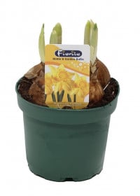 Narcis Carlton, velkokorunný, žlutý, rychlený, průměr květináče 12 cm