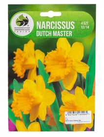 Narcis cibule, Narcissus Dutch Master, Jacek, žlutý, 4 ks