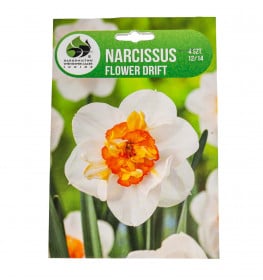 Narcis cibule, Narcissus Flower Drift, Jacek, bílo - oranžový, 4 ks