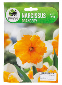 Narcis cibule, Narcissus Orangery, Jacek, bílo - oranžový, 4 ks