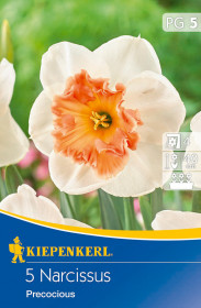 Narcis cibule, Narcissus Precocious, Kiepenkerl, bílo - oranžový, 5 ks