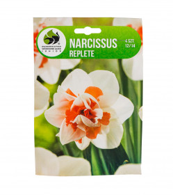 Narcis cibule, Narcissus Replete, Jacek, bílo - oranžový, 4 ks