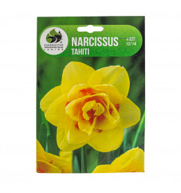 Narcis cibule, Narcissus Tahiti, Jacek, žluto - oranžový, 4 ks