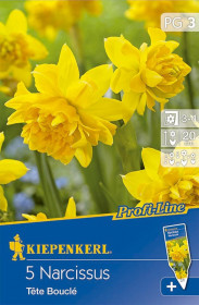 Narcis cibule, Narcissus Tete Boucle, Kiepenkerl, žlutý, 5 ks