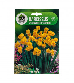 Narcis cibule, Narcissus Yellow Cheerfulness, Jacek, žlutý, 4 ks