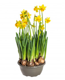 Narcis Tete-a-Tete, žlutý, rychlený, průměr květináče 16 cm
