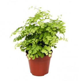 Netík Raddiho, Adiantum raddianum, průměr květináče 12 cm