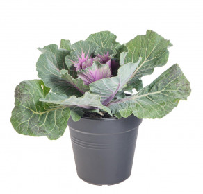 Okrasná kapusta, Brassica hladký list, fialová, průměr květináče 12 cm