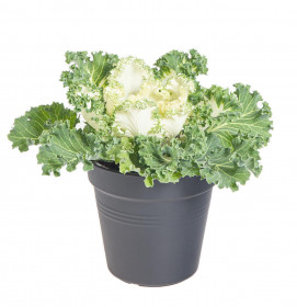 Okrasná kapusta, Brassica kudrnatá, bílá, průměr květináče 12 cm