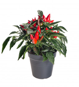Okrasná paprička, Capsicum, červená, průměr květináče 10 - 12 cm