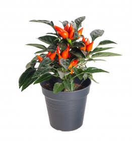 Okrasná paprička, Capsicum, oranžová, průměr květináče 10 - 12 cm