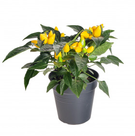 Okrasná paprička, Capsicum, žlutá, průměr květináče 10 - 12 cm