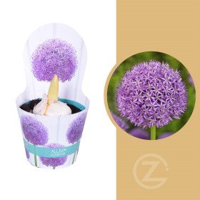 Okrasný česnek, Allium giganteum, fialový, průměr květináče 13 cm