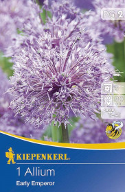 Okrasný česnek cibule, Allium Early Emperor, Kiepenkerl, fialový, 1 ks