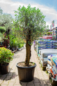 Olivovník evropský na kmínku, Olea europaea, bonsai, velikost kontejneru 45 l