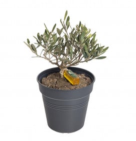 Olivovník evropský, Olea europaea, průměr kontejneru 15 - 16 cm